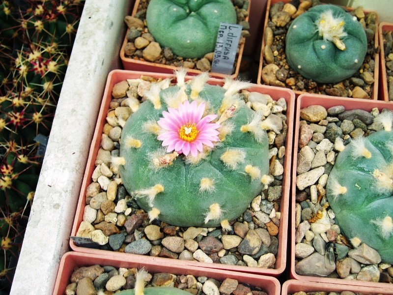 Файл:Lophophora diffusa-01.jpg