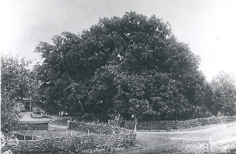 Файл:Khortitsa Rosental Oak.jpg