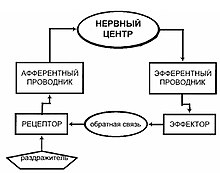 Рефлекторное кольцо.jpg