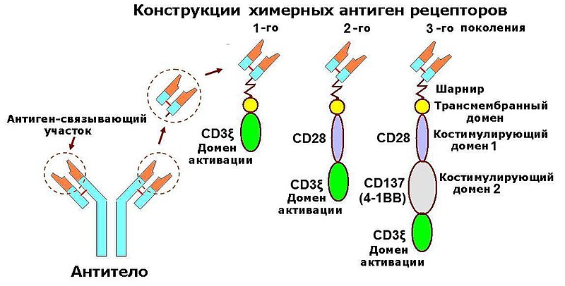 Файл:Конструкции химерных рецепторов антигена.jpg