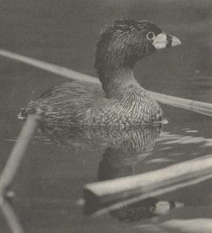 File:Atitlán Grebe.jpg